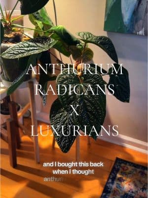 For Day 6 of showing you every single plant that lives in my apartment, i give you Anthurium Radicans x Luxurians, an incredibly easy care plant. Great beginner choice. #plants #beginnerplants #anthurium #planttiktok #PlantTok #plantsoftiktok 