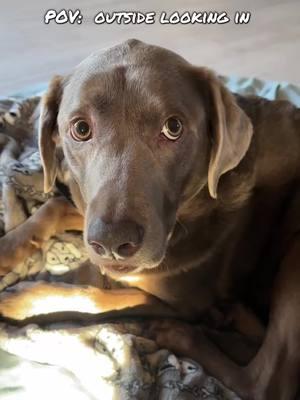 😩 #timberthesilverlab #dogsoftiktok #dogtok #sadness #silverlab #dogs #dogpov #justthinking 