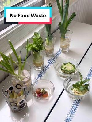 Keeping a little scrap garden is a great way to reduce food waste, help your food budget, and add more fresh green in your life!🥰 💚 #OptimisticKitchen  #makeyourkitchenyourhappyplace #ReduceFoodWaste #Garden #GrowFood #growyourfood  #ScrapGarden #GrowFromScraps #growyourscraps #scallionhack #cabbagehack #lettucehack #celeryhack #budgetfriendly #foodbudget #kitchenscrapgarden #fyp #foryou #fypfood #FoodTok  #creatorsearchinsights 