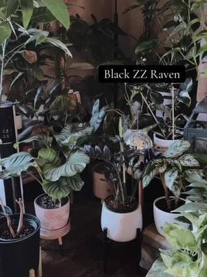 Happy Black History Month     ❤️💚🖤#blackplants #blackzz #plantma#plantmama #plants 