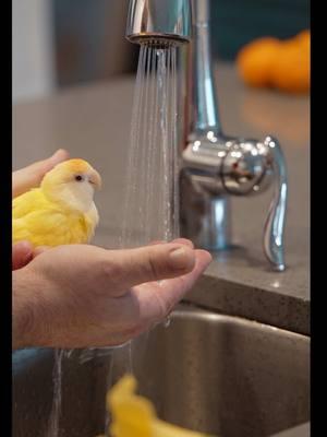 Replying to @Saressa ✨ We tried our best, but Chica had some camera shyness today. Maybe when it’s a warm day again we’ll really be able to show the full effect! #parrot #lovebird #petbird #peachfacedlovebird #pets #bird 