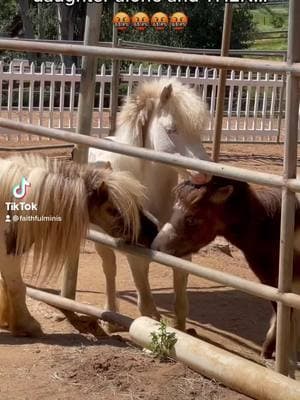 #faithfulminis #sanseverino #peabodytheminihorse #dwarfminihorse #sandiego #househorse #peabodythesmallesthorseintheworld 