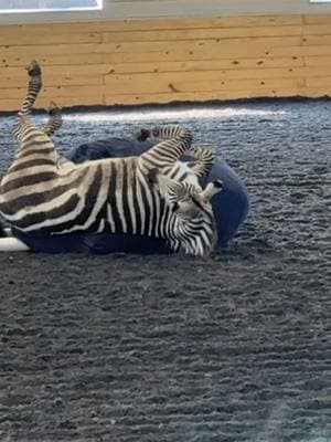 she loves her bean bag lol. Can’t believe it’s been a year today since we brought her home! #teamespanasilk #espanasilkgroomingproducts #libertyhorse #libertyhorses #libertyhorsetraining #zebra #grantszebra 