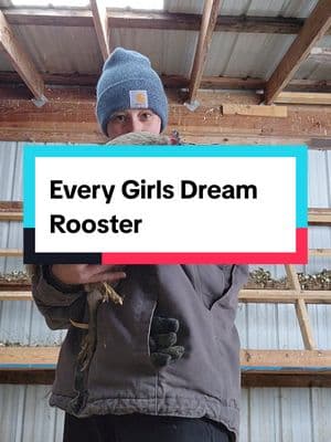 We all need more June Bugs. Do you have a loving rooster ? #petrooster #roosters #roostersoftiktok #petchickens #petchickensoftiktok #farmlife 