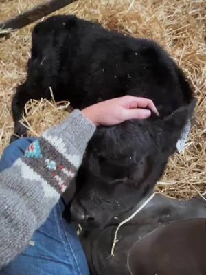 My first heifer calved yesterday. She is looking to be such a great momma and her calf has my heart. 🩷 #doubleh #fyp #westernlifestyle #heifercalf #ranchlife 