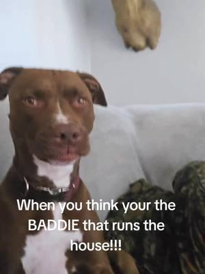 @SAWEETIE 🖤 when you think your the baddie and queen of the house then your red nose proves you wrong. 🤣 #foryoupage❤️❤️ #cincychick #rednosepitbull #dogmom #datgirrrrlll❤️ #ruff #prettybitty #stunnagirl #viral #like #followme #fyp 