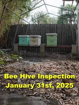 Short winter bee hive inspection  #beekeeping #beekeeper #beetok 