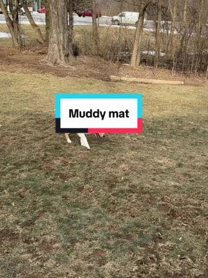 Muddy Matt on sale now with free shipping available in different sizes and colors! @Muddy Mat #MuddyMat #rug  #dogsofttiktok #dog #muddyfeet #dirty 