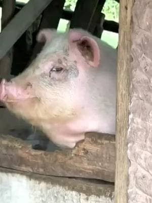 Best wishes for success in everything #pig #piggy #pigs #pigsoftiktok #cutepig 