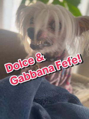 Guccififi got some new perfume, just for dogs, Dolce & Gabbana, Fefe! 💕 #chinesecrested #guccififi #bronzegatecresteds #hairlessdog #dolceandgabbana #fefe 