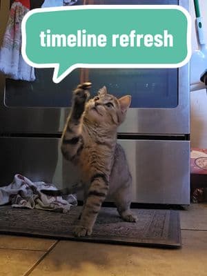 I put all lanyard on the penjamin because I kept losing it and it's now Soup's favorite toy. #soup #souptok #cats #catsoftiktok #rescue #barncat #adoptdontshop #kitten #kittentok #comfortcreator #hopecore #cutecat 