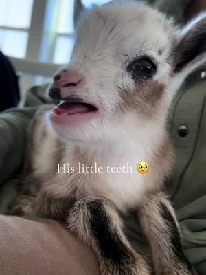 Banks is the cutest thing! #fyp #fypシ #fypシ゚viral #foryoupage #foryourpage #foruyou #foryoupage❤️❤️ #goat #goatsoftiktok #farm #farmlife #farmtok #farmanimals #babygoat #babygoatsoftiktok #animal #animals #animalsoftiktok 