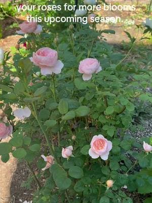 #davidaustinroses #roses #garden #timetoprune