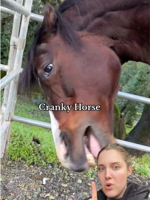 She’s a happy girl now and it makes me so happy 🥹👉👈 #horses #horsecare #horsehealth #horsefeed #equestrian #equestrianlife #horsesoftiktok #supplements #grain #hay #competitionhorse #allaroundhorse #fypシ 