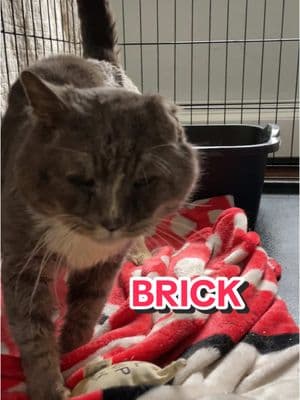 Brick says hello! #update #brickthecat #streetcat #homelesscat #catpeople #cats #cattok #catsanctuary #spayneuter #tnr #tomcat #faithinhumanityrestored #arewehomeyet #nokillnation #arewehomeyetcatsanctuary #helpingcats #