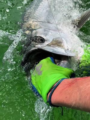 Please hurry summer!! ☀️🎣🌊 #fishing #Summer #destin #destinfishing #tarpon #tarponfishing #boatday 