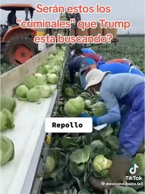 Agradecidos con los trabajadores del campo porque ellos con su trabajo , tenemos nuestras 🌽verduras y fruta 🍇 en nuestra mesa Dios los Bendiga y proteja a ellos y todos los trabajadores del mundo 🌍🙏#campo #trabajadores #verduras #frutas #🙏 #gracias #fyp #parati #imaryqueen #misqueens👑👑 #viralvideo #tiktokers_al_poder #fypシ #viralesvideo #😚 #respetos #fypage #viralestiktok #fyp 