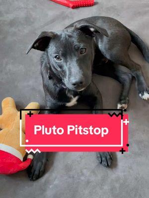 We think Pluto Pitstop is SUPER cute and funny! This sweet pup is hoping to meet his forever family at our adoption event tomorrow, Sunday (February 2nd) in Marblehead, MA at Gerry 5 VFA (210 Beacon St, Marblehead, MA)! Fully approved adopters can enter the event at 12pm and adopters with applications in progress can enter the event at 1pm! You MUST submit an adoption application before entering the event (it’s easy and free to submit!). Reminder: You do NOT need to own your own home, live in a single family home, or have a yard or fence to adopt or foster with us! Residents of Massachusetts can foster with us and residents of #Massachusetts #NewHampshire #RhodeIsland #Connecticut & #Vermont can adopt with us! If your state is not listed, please check out your local shelters and rescues! #fosterdog #rescuedog #adoptable #adopt #rescue #foster #adoptionevent #event #preparation #eventprep #funnypuppy #cute #puppies 