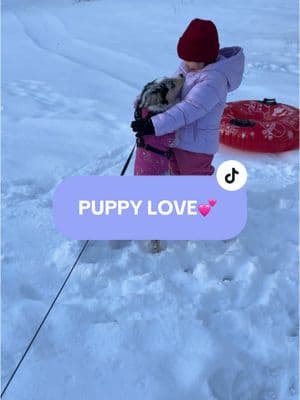 They’re so cute 💕🐶 #puppy #australianshepherd #tricoloraussie #aussiepuppy #cutepuppies #snowday #getoutside 