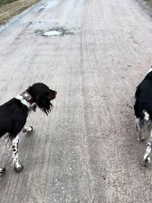 Bath walk of shame… #dogs #spaniels #birddogs #funny #dogbreeds 