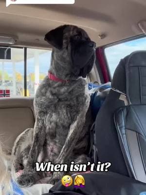 ❤️🐾 #rocket #rocketman #englishmastiff #em #mastiff #squishy #fyp #fypシ #fypage #woof #bear #lapdog #bigdog #dogsoftiktok #hercules #dogsoftiktokviral #sandlot #dogsoftiktokviral🐶🦮 #sweetboy #bigbaby #mastiffsoftiktok #mastiffs #mastifflover #squishyface #jowls 