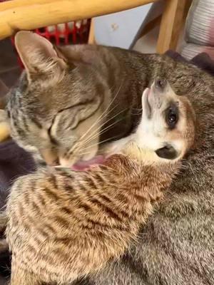 A Meerkat gets a free bath. #follow #me #formore #coolstuff #ifyourecool #doit #hitlike #fatheristheone #animals #nature #meercat #cat #bath 