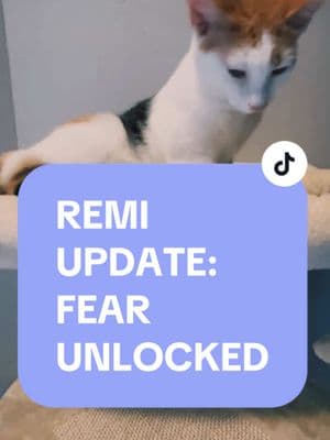 Remi used to be afraid of heights.  I think because she was in a cage high up at the pet store & who knows honestly.  Never had a cat afraid of heights.  Cats are actually  supposed to feel more confident up high.  Well, she’s feeling that way now.  🤍 #kittenrescue #rescue #animalrescue #shelter #tnr #savealife #loveanimals #catmom #catrescue #catsoftiktok #rescue #kittenlove #update #fearunlocked #calico #Remi #adoption #happy #TLC #fyp #foryoupage #foryourpage #fypシ #fypシ゚viral 