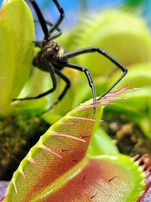 Can the black widow spider bite the Venus fly trap and harm it? I get asked this question from time to time. Hopefully this sheds some light on the subject!! #carnivorousplant #tropicalplants #venusflytrap #flytrap #nepenthes #drosera #sundew #cephalotus #sarracenia #pitcherplant #plants #houseplants #tropical #exoticplants #rareplants #australianpitcherplant #garden #exotic #asianpitcherplant #stickyplant #flowers #greenhouse #grow #carnivore #hungryplants #greenthumb #nature #swamp #capensis #cephalotusfolicularis 