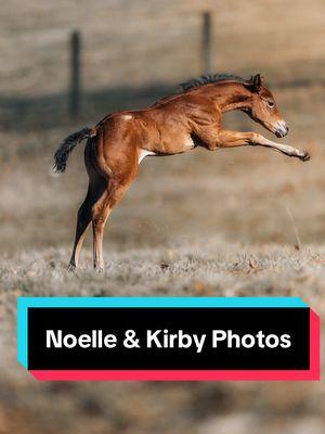 Noelle & Kirby have different styles of modeling🤣🐴 (photos by @Nathan Perry) #equinephotography #aqhafilly #foalsoftiktok #foalsof2025 