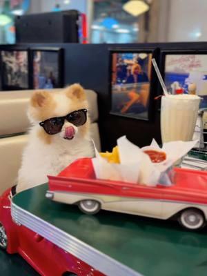 I went to this wicked cool Diner😎  . . This is dedicated to everyone going through a tough time right now. Hope this makes you smile and forget your worries for a minute. #smilesfurmiles #therapydog #pettherapyvideos "Making the World a Happier Place -One Smile at a Time."  . . Thanks for sharing your fries @TenaciousTiffany #progeria #tenacioustiffany #friends Mel's Drive-In - Hollywood @Mel’s Drive-In🇺🇸 