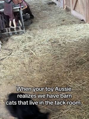 My sassy toy aussie. #when you realize there are barn cats living in the tack room. #toyaussie #toyaustrialianshepard #tricoloraussie #barncats #toyaussiesoftiktok #icantakethecat 