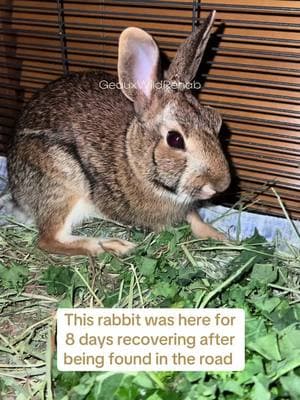 Another happy ending...after a week of rest and care he was ready to run free again  #geauxwildrehab #fyp #rabbits #wildlife #runfree #wildliferescue #wildliferehabilitation #release #bunny #cottontail 