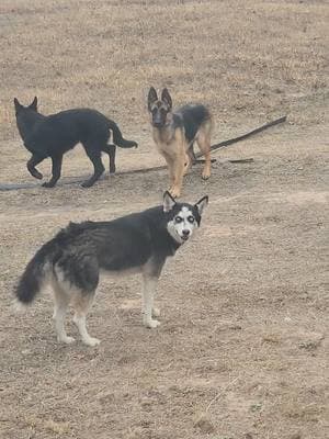 The neighbor's husky named Nicca and her new sidekicks. #longhaireddachshund #husky #germanshepherd #dachshundsoftiktok #dachshundsrule #dogsoftiktok 