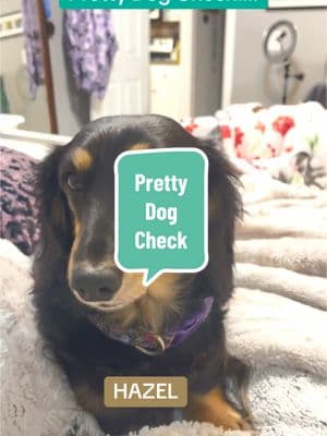 Pretty dog check! 🥰✨ Hazel is the prettiest girl, and she knows it! 🐾💖 Show me your gorgeous pups in the comments! 🐶💕 #DachshundMom #PrettyDogCheck #hazelbazel #DogTok #dachshundlife #dachshundsoftiktok #dachshund 