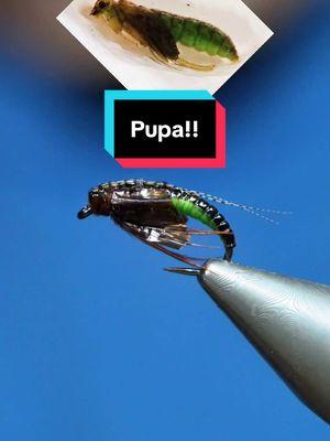 REALISTIC caddis pupa! Hook: @AhrexHooks FW541 size 12 Thread: Magpie Materials GSP  Body: TheFlySmith Caddis Latex Back, case, and wings: Medallion Sheeting  Dubbing: Fulling Mill tactical dry  Eyes: monofilament  Legs: Natures spirit pheasant tail  Antannae: wood duck Resin: UV Craft  Tools: TheFlySmith    #TheFlySmith  #flytying #magpiematerials #magpieturkeybiots #magpiefinebeaverdubbing #whitingfarms #naturesspiritflytying #lidrig #fly #flytyingjunkie #flytyingtutorial #flytyingaddict #flytok #satisfying #flytyingnation #fyp #harelinedubbin  #fishing #flyfishing #pescamosca #Upavon