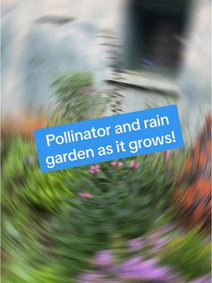 It is never too early to starting planning for your garden and Spriggly’s would love to help! We offer virtual and in-person design services. We can make you an action plan and full scale design to follow!  This site is a native plant pollinator garden that doubles as a powerful rain garden that deals with heavy storm water runoff from multiple buildings in downtown Waynesville. This garden is at the Haywood County Arts Council and features a rain barrel designed and painted by local artist, Lauren Medford.  Whether your looking to tackle water issues, increase diversity for pollinators, beautify your space and more, we’d love to be help with your project!  Learn more at sprigglys.com and contact us at info@sprigglys.com. #pollinatorgardens #raingarden #beescaping #habitatrestoration #sustinablelandscaping #nativeplants 