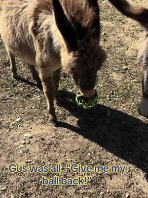 Scully playing with Gus’ ball. He was not a fan. #baby #babydonkey #donkey #donkeysoftiktok #dog #dogs #dogsoftiktok 