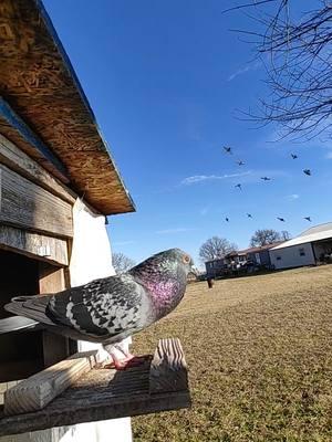 Saturday February 01 2025 day out for the pigeons. #dailyjournal #arkansas #weekendroutine #pigeon #pigeonlady #pigeonlover #pigeonlovers #pigeontok #pigeontiktok #pigeons #pigeons4u #pigeonsoftiktok #pigeonslover #pigeonslovers #pigeonsloversofallkinds #pigeons🐣🕊️😍🤩🤗 #pigeonsflying 