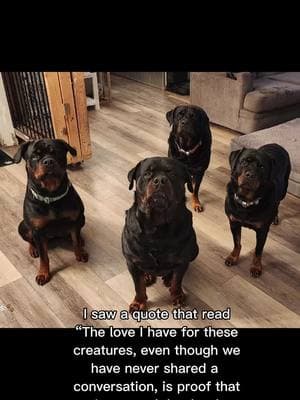 #CapCut #fyp #fypviral #rotties #rottweilersoftiktok #dogsoftiktok #PetsOfTikTok #fy 