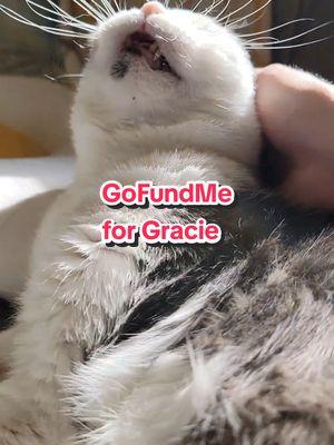 Grace has had her unfair share of medical issues and we have exhausted general diagnostic options. A CT scan would help direct where we go for here and help make sure Gracie has the best quality of life possible for as long as possible.💗 #rescuecat #asthmacat #medicalfoster #gofundme 