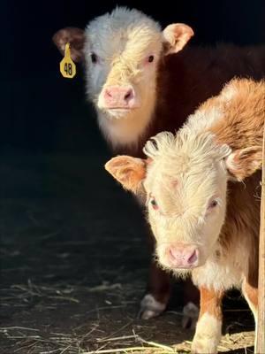 Happy to have cows around 🐮😊#fyp #findreasonstosmile #ladyfarmerneedsacocktail #miniaturehereford #funonthefarm 