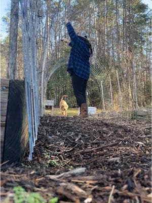 A little winter homestead day in the life 🌱  #ditl #farmlife #pruning #gardentrellis #verticalgarden #blueberry #orchard #fruitfarm #organicfarm 