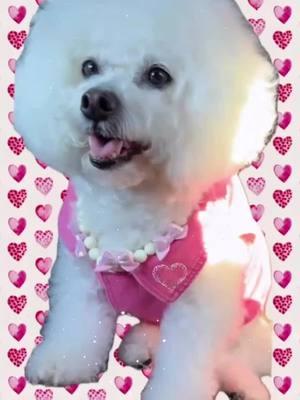 HOLA FEBRERO ! 🐶🌷                                   💝💖🩷😍🥰🙏 #HolaFebrero  #amorperruno  #fluffyandfabulous #BienvenidoFebrero #welcomefebruary  #bichonfrise #lana #MesDeLaAmistad  #dogparents #consentidademamáypapá  #pretty #adorable #cute                                   LANA Blessed LIFE @fans destacados