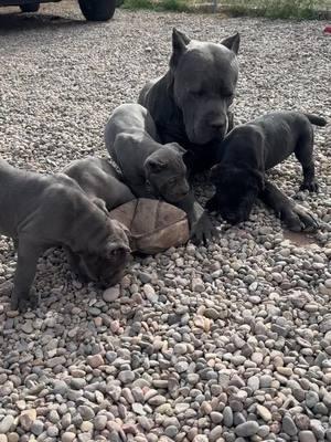 Father Sangre and his boys and girls bonding . Cane Corsos are the best breed to bond with kids and family but also an amazing protection dog #canecorso #dogsoftiktok #bigdogsoftiktok #bigdog #petlover #fyp #doglife #dogoftheday #canecorsoitaliano #corsos #workingdog #doglover #guarddog #corsosoftiktok #puppylife #puppiesofinstagram #puppycheck #puppyoftiktok #italianmastiffcanecorso 