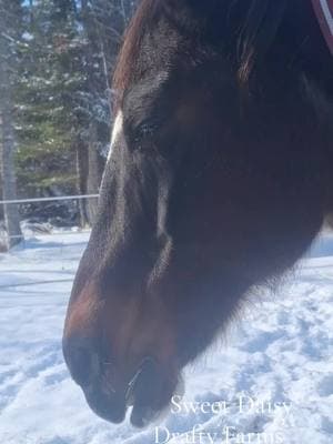 Sweet Miss Daisy enjoying the sunshine on this chilly day  #winterinmaine #focusonthegood #farmlife #loveourherd #blessed #ourheaven #barnlife #mainelife #draftyfarms #BestFriends #littles #paintmare 