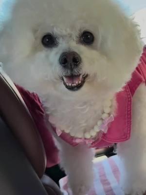 Bichon Frise 🐶🩷 Bonita con mi jacket de mahon rosa. Me encantó 💕💕💕💕💕💕  #atuendoenrosa #dogmomforlife #dogparents #bichonfrisé                               #prettyinpink  #fb #dog    #BienvenidoFebrero #welcomefebruary #cute #fluffyandfabulous #prettylana 