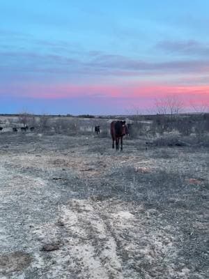 She she she more cowboy than youuuu #streakinguypaulina #frenchmansguy #streakinirishrelic #quarterhorse #barrelracing #roping #cowboy #country #rodeo #futurechamp 