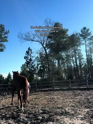 favorite kind of days with my favorite boy🥹 #nitrojp #horse #eq #warmblood #kwpn  #dutchwarmblood #equestrian #horseaesthetic #horsesounds #horsegirl #horseaudio #lipsyncsounds #horsesoftiktok #chestnuthorse #lovehorses #flatwork #dressage #hunterhorse #jumperhorse #hunterjumper #horsetraining #babyhorse #horselove #horsebestfriend  #showjumpers #warmbloodjumper #equestrianaudios #horsegirlsounds #equestriansounds #editsounds #babyhorsetraining #equestrianrelatable #equestrianreposts #horsereposts #horsegroundwork #horselibertywork #horseliberty #horsetraining  #horseneckrope #bridlelesshorse #bridlelessriding #barebackhorsebackriding #bitlessriding #bitlessbridle #neckroperiding 