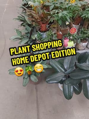 ILOVE THUS HOME DEPOT. PLANT SHOPPING HERE IS THE BEST 🪴😍 #homedepot #houseplants #plants #plantshopping #plant #PlantTok #plantsoftiktok #plantlover #plantaddict #plantlady #planttherapy #plantmom #plantenthusiast #contentcreator #greengardenbunches #thezubigarden #mamaafrica #coconutoilandlocs #trending #fyp 