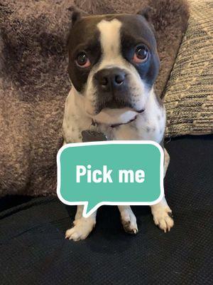 Pick me #bessietheboston #eddietheboston #winnietheboston #dogsoftiktok #btbrigade #bostonterrierbrigade 